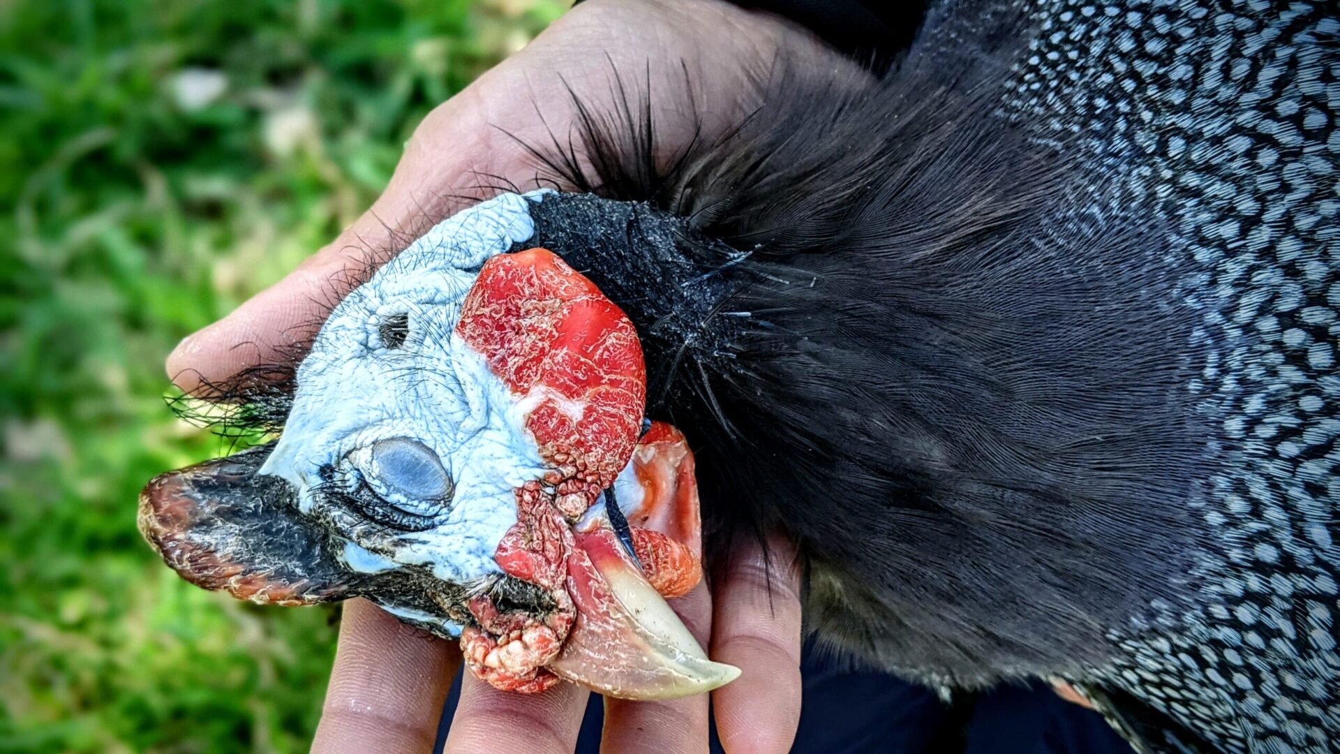 Guinea Fowl died