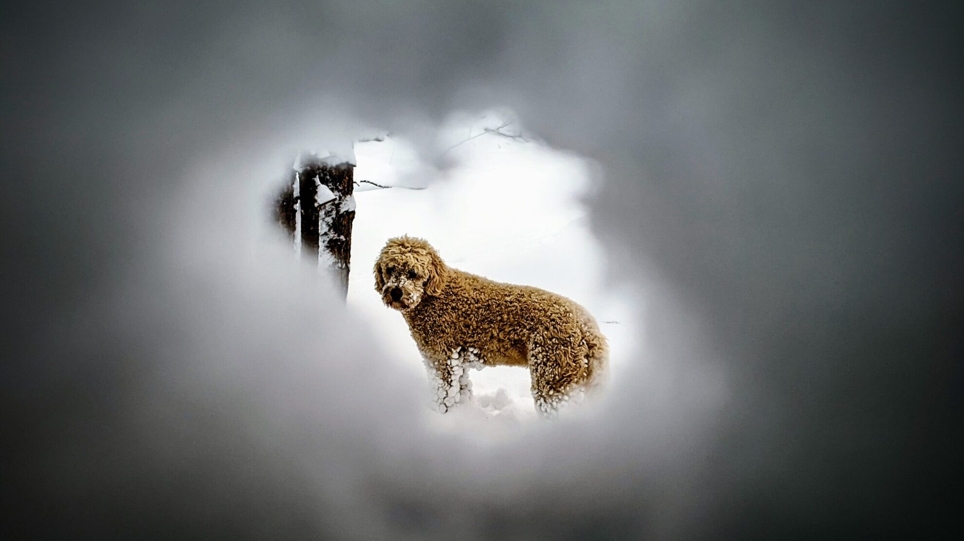 Pup_through_snow
