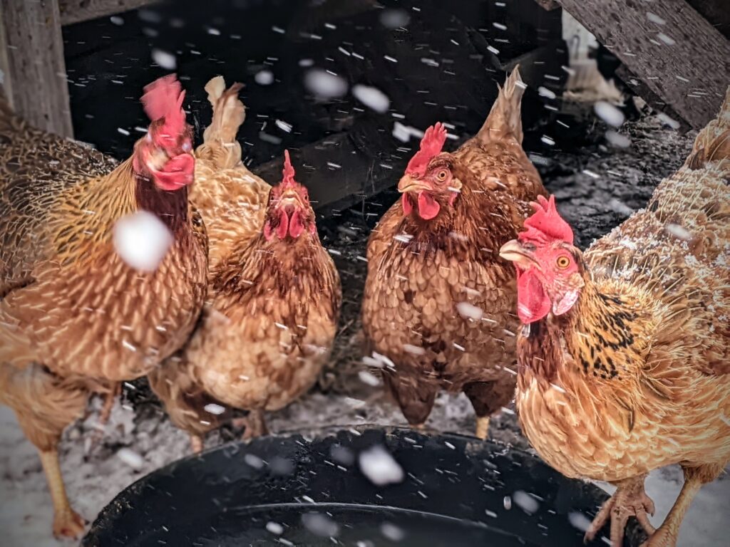 cold chickens 2