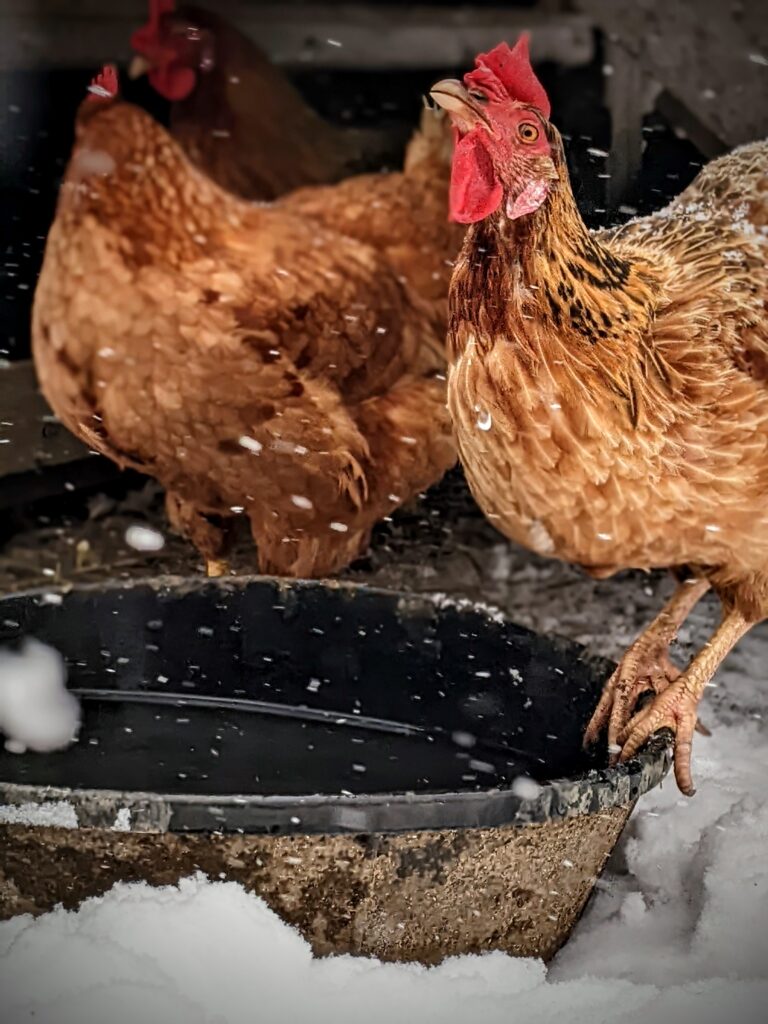 cold chickens