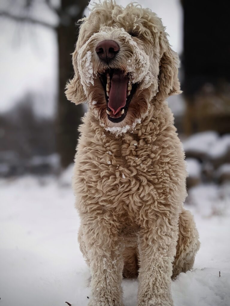 Yawning_pup